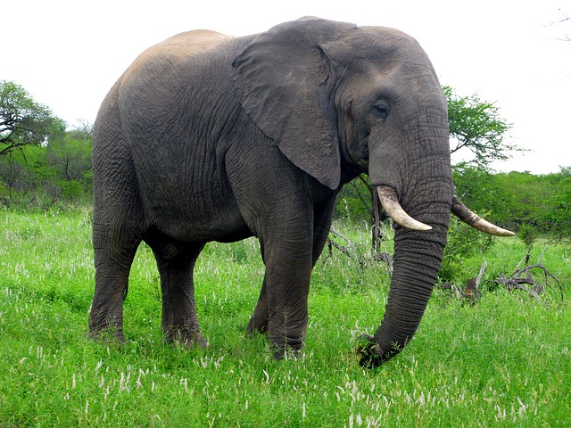 Belalai Gajah  Lebih Dari Sekadar Hidung Yayasan Al Fachriyah
